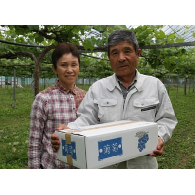 令和8年発送 / 清原さんちの加温ピオーネ約2kg_1582R