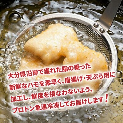揚げたてが美味!豊後ハモの唐揚げ&天ぷら/1kg_0274N