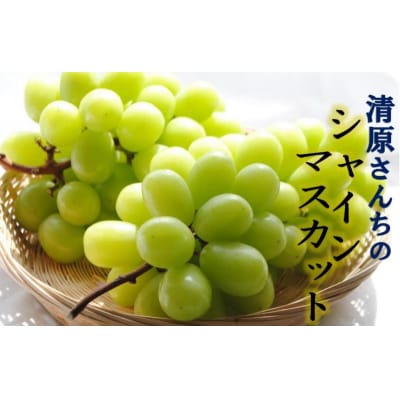 【先行受付】清原さんちのシャインマスカット 約1.5kg_1583R