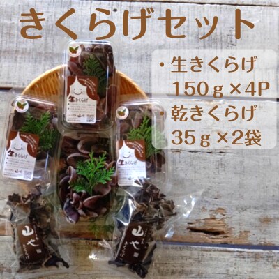 【希少/申込9月15日まで】きくらげセット(生きくらげ+乾きくらげ)_1799R
