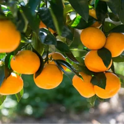 【訳あり】岸田果樹園「温故蜜柑」約7kg_2088R