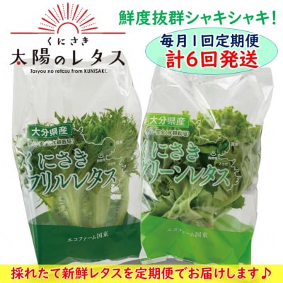 毎月お届け!くにさき太陽のレタス定期便/計6回発送_2120R