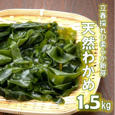 【令和8年発送/予約受付開始】立春採れの柔らか新芽!くにさき天然わかめ1.5kg_1443R