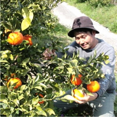 無添加生搾り!果汁100%濃厚みかんジュース4本セット_1026R