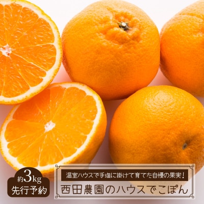 【先行受付】西田農園のハウスでこぽん(不知火)約3kg_1272R