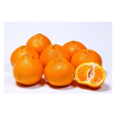 【令和8年2月から発送】荒木農園のはるみ4kg/弾ける果肉に感動のプレミアム蜜柑_1395R