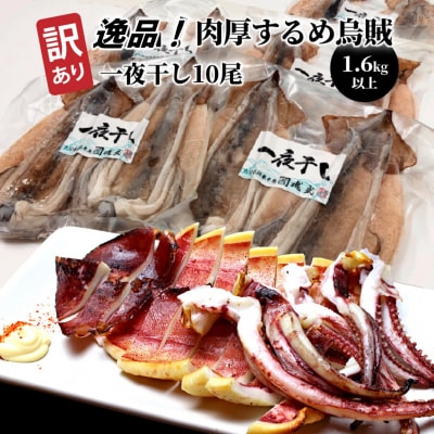 【訳あり】逸品!肉厚するめ烏賊一夜干したっぷり10尾(1.6kg以上) _1836R