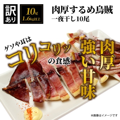【訳あり】逸品!肉厚するめ烏賊一夜干したっぷり10尾(1.6kg以上) _1836R