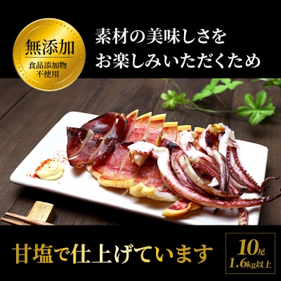 【訳あり】逸品!肉厚するめ烏賊一夜干したっぷり10尾(1.6kg以上) _1836R
