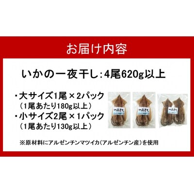 お試しサイズで一人暮らしにも!肉厚烏賊の一夜干し4尾(620g以上)_2433R
