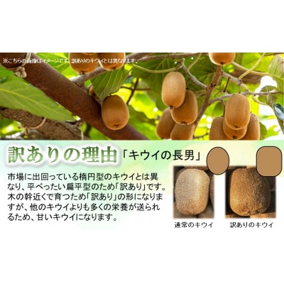 訳あり!未追熟キウイ34玉(約3.5kg)_2446R