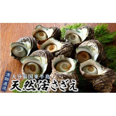 漁師直送!天然活さざえ1.3kg_1067R
