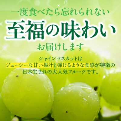【先行受付】農家直送!新鮮!朝づみシャインマスカット約1.5kg令和8年産_2537R-2