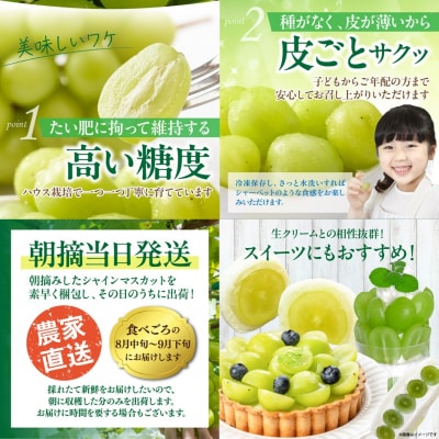 【先行受付】農家直送!新鮮!朝づみシャインマスカット約1.5kg令和7年産_2537R