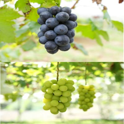 【数量限定】令和7年発送/都留果樹園のこだわりピオーネ&シャインマスカット計2kg_2594R