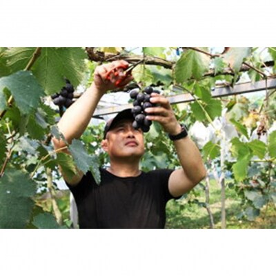 【数量限定】令和7年発送/都留果樹園のこだわりピオーネ&シャインマスカット計2kg_2594R