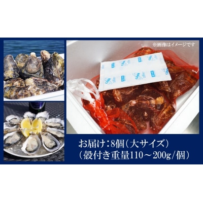 牡蠣 生食用 くにさきオイスター 大サイズ8個(殻付き重量110～200g/個)_2360R