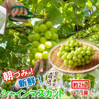 【先行受付】農家直送!新鮮!朝づみシャインマスカット約2kg令和8年産_2537R-3