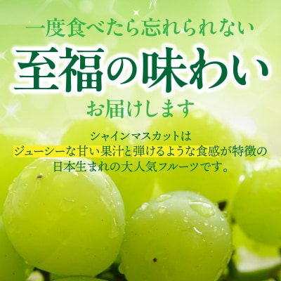 【先行受付】農家直送!新鮮!朝づみシャインマスカット約2kg令和8年産_2537R-3