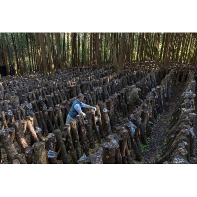 国東産どんこ干し椎茸 約300g(50g×6袋)_2654R-2