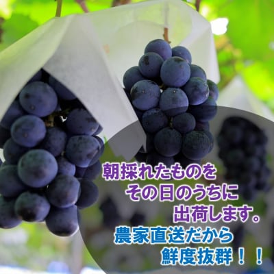 【令和8年発送】農家直送! 新鮮! 朝づみぶどう BKシードレス 約1kg_2657R-1