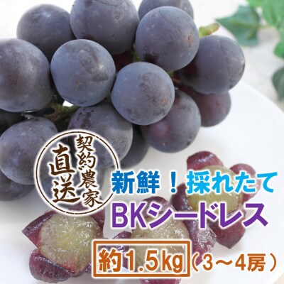 【令和8年発送】農家直送! 新鮮! 朝づみぶどう BKシードレス 1.5kg_2657R-2
