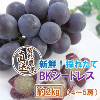 【令和8年発送】農家直送! 新鮮! 朝づみぶどう BKシードレス 約2kg_2657R-3