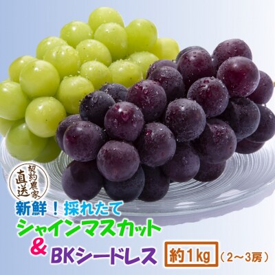 【令和8年発送】農家直送!朝づみシャインマスカット&BKシードレス 種なし約1kg_2658R-1