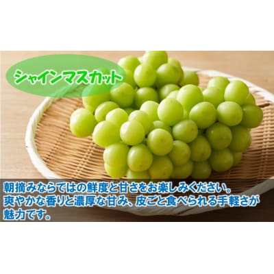 【令和8年発送】農家直送!朝づみシャインマスカット&BKシードレス種なし約1.5kg_2658R-2