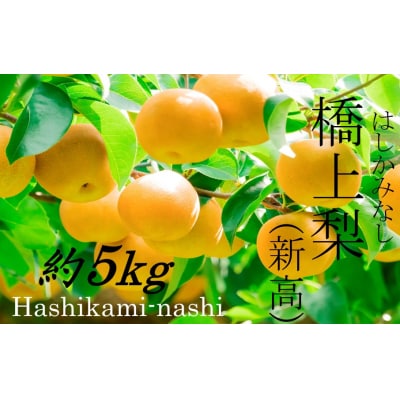 【先行受付】令和8年発送 /辰口農園の橋上梨約5kg(品種:新高)_1222R