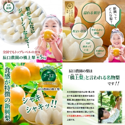 【先行受付】令和8年発送/辰口農園の橋上梨約5kg(品種:新興)_1288R