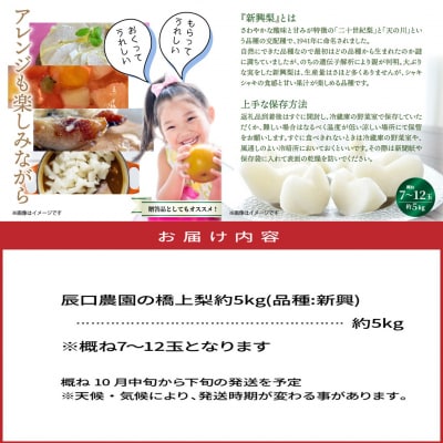 【先行受付】令和8年発送/辰口農園の橋上梨約5kg(品種:新興)_1288R