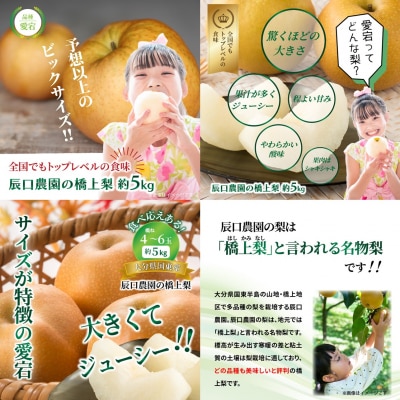 【先行受付】令和8年発送/辰口農園の橋上梨約5kg(品種:愛宕)_1303R