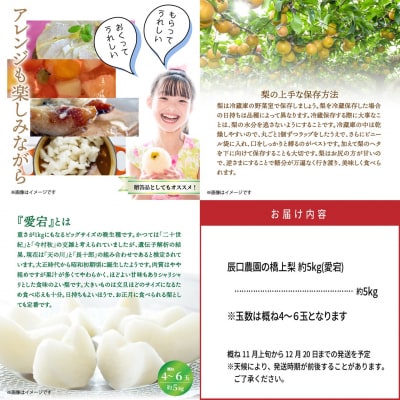 【先行受付】令和8年発送/辰口農園の橋上梨約5kg(品種:愛宕)_1303R