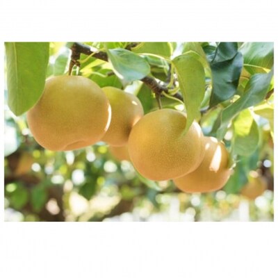 【先行受付】令和8年発送 /辰口農園の橋上梨約5kg(品種:豊華)_2763R