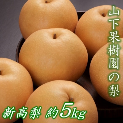 【先行受付・数量限定】令和8年発送/山下果樹園の新高梨5kg_1640R