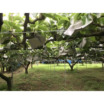 【先行受付・数量限定】令和8年発送/山下果樹園の新高梨5kg_1640R