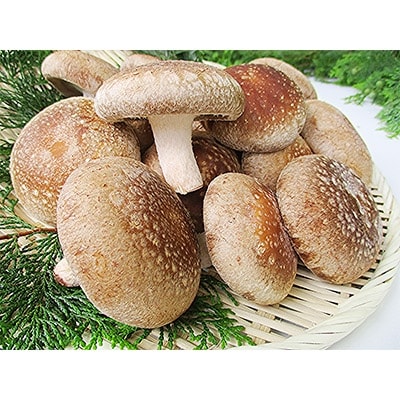 肉厚　生しいたけ「香北そだち」(8個入り)と乾燥椎茸(スライス30g・丸干し40g)セット