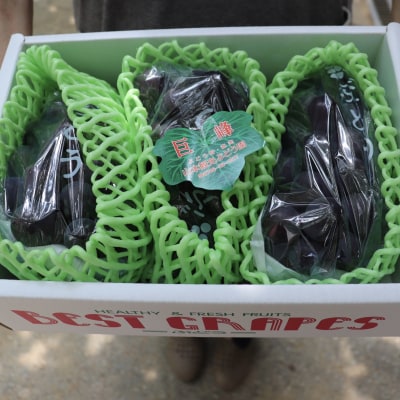 【令和8年分 先行受付】巨峰1.5Kg