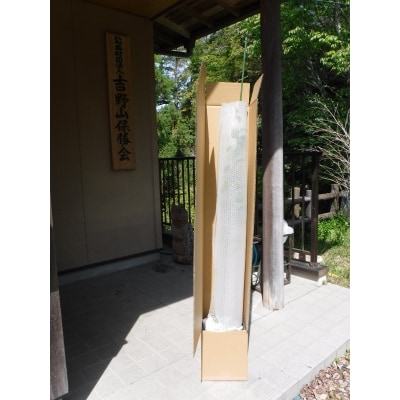 吉野山の桜の苗木1本(2～3年生)