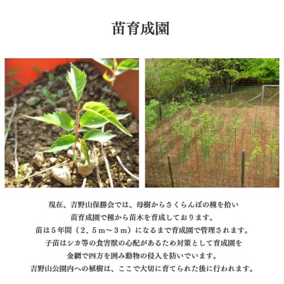 吉野山の桜の苗木1本(2～3年生)