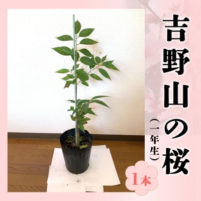 吉野山の桜の苗木　1本(1年生)