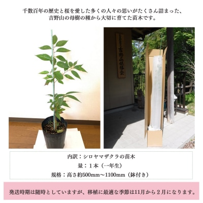 吉野山の桜の苗木　1本(1年生)