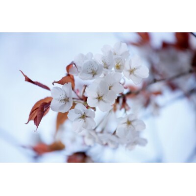 吉野山の桜の苗木　2本(一年生) | ふるさと納税のお礼品