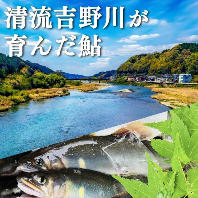 桜鮎の塩焼　6尾入