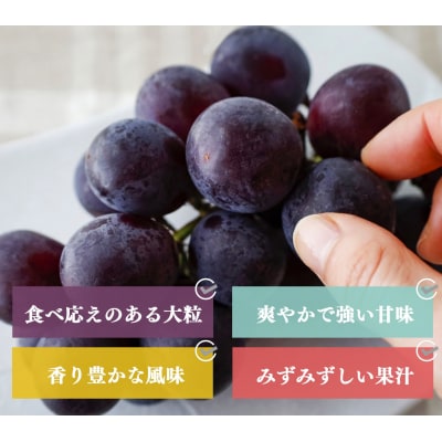 【令和8年分 先行受付】シャインマスカット & 巨峰 約1kg 各1房(計2房)