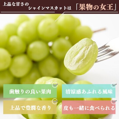【令和8年分 先行受付】シャインマスカット 約1kg
