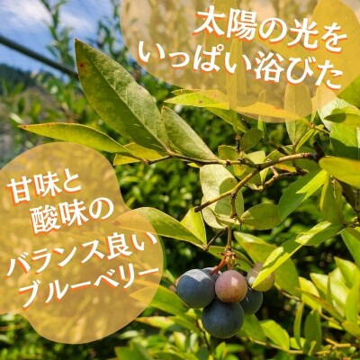 【令和8年分 先行受付】ブルーベリー 2kg 