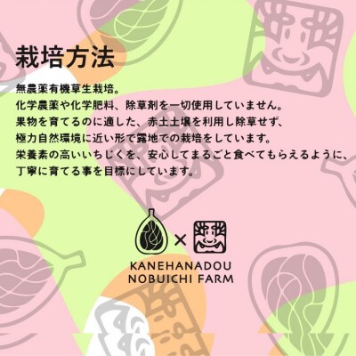 【数量限定】幻の白いイチジク吉野葛アイスバー　5本入り