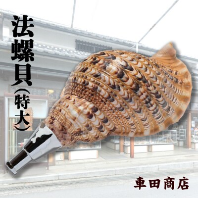 法螺貝(特大)《車田商店》